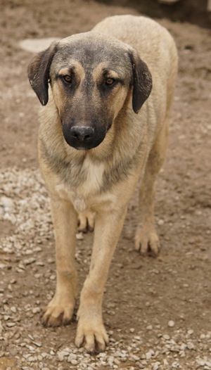Liam, geb. ca. 09 2022, lebt in GRIECHENLAND, im städt. Tierheim Serres Bild 3