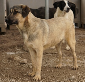 Liam, geb. ca. 09 2022, lebt in GRIECHENLAND, im städt. Tierheim Serres Bild 5