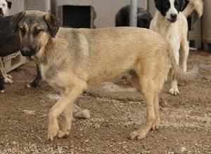 Liam, geb. ca. 09 2022, lebt in GRIECHENLAND, im städt. Tierheim Serres Bild 6