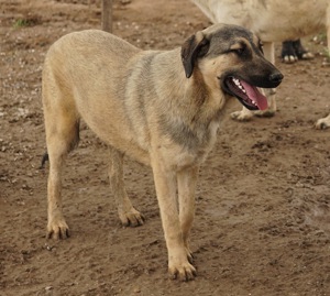 Liam, geb. ca. 09 2022, lebt in GRIECHENLAND, im städt. Tierheim Serres Bild 7