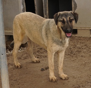 Liam, geb. ca. 09 2022, lebt in GRIECHENLAND, im städt. Tierheim Serres Bild 10