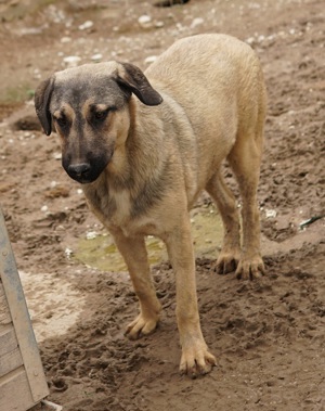 Liam, geb. ca. 09 2022, lebt in GRIECHENLAND, im städt. Tierheim Serres Bild 8