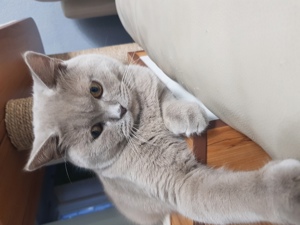 Bkh Deckkater Lilac mit Erfahrung  Bild 5