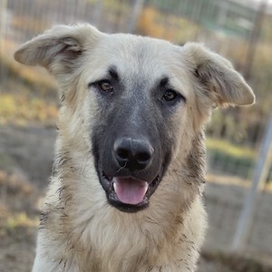  Arlo, geb. ca. 02 2023, lebt in GRIECHENLAND, im städt. Tierheim Serres