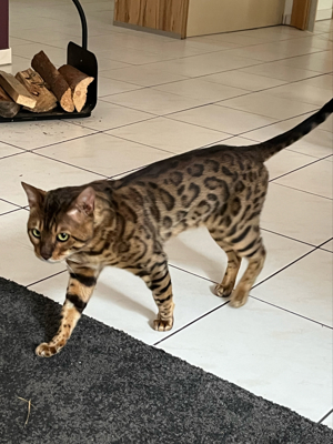 Deckkater Bengal