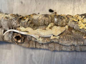 Kronengecko  (Crested Gecko)  Bild 8