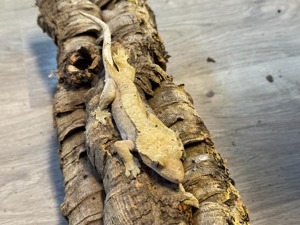 Kronengecko  (Crested Gecko)  Bild 7