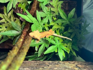 Kronengecko  (Crested Gecko)  Bild 1