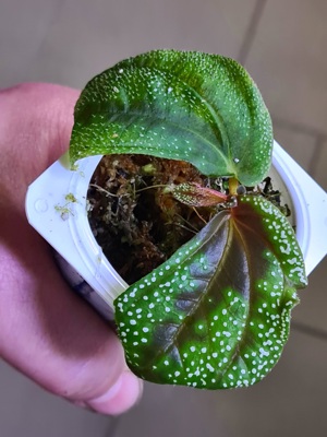 Sonerila " Lime Green " Glowing dots, Borneo Eggshape, Tropen Terrarium  Rarität,  Melastomataceae 