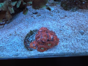 Blastomussa merleti   LPS Koralle   Meerwasser   Mössingen Bild 3