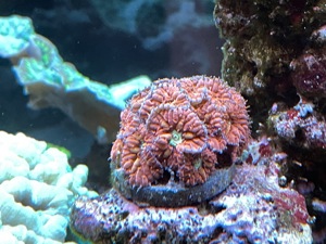 Blastomussa merleti   LPS Koralle   Meerwasser   Mössingen Bild 1