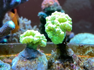 Caulastrea Furcata grün LPS Koralle   Meerwasser   Mössingen Bild 2
