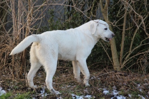 Labrador Deckrüde weiß Bild 3