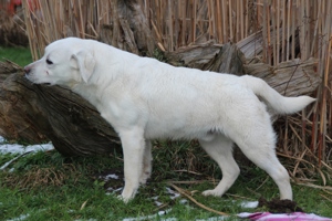 Labrador Deckrüde weiß Bild 2