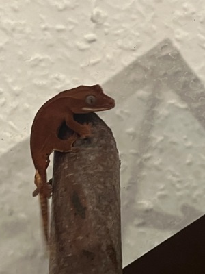 Zwei kronengecko (crested Gecko )jungtiere von 2023 Bild 5
