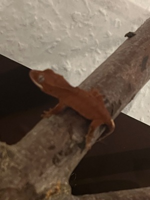 Zwei kronengecko (crested Gecko )jungtiere von 2023 Bild 2