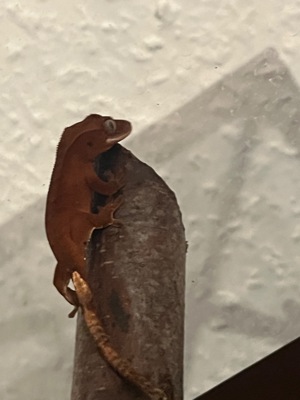Zwei kronengecko (crested Gecko )jungtiere von 2023 Bild 3