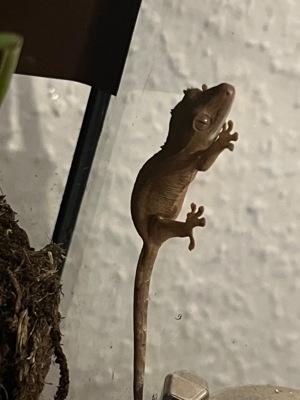 Zwei kronengecko (crested Gecko )jungtiere von 2023 Bild 6