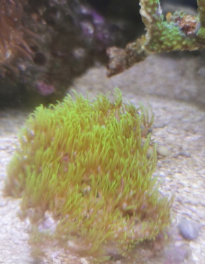 Korallen Anemonen Bild 6