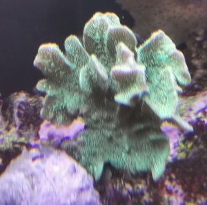 Korallen Anemonen Bild 8