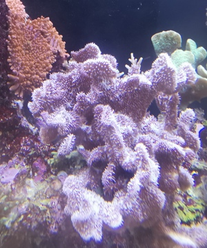 Korallen Anemonen Bild 7