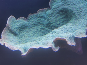 Korallen Anemonen Bild 9