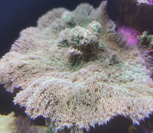 Korallen Anemonen Bild 10