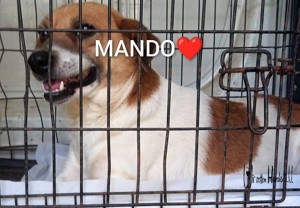 Mando -  schenkst du ihm ein liebevolles Zuhause? Bild 5