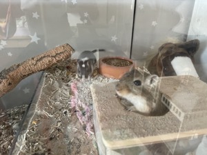 2 Mäuse (Weibchen) & Glasgehege mit viel Zubehör Bild 1