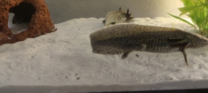 Axolotl Jungtiere abzugeben ab sofort 