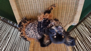 Chihuahua Hundepullover Kleid  Sondergröße