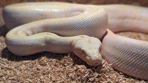 1.0 Albino 100% het Leopard poss Anery 