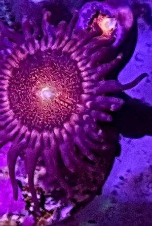  Zoanthus (Zoa) Mohawks - Korallen - Meerwasser Bild 1