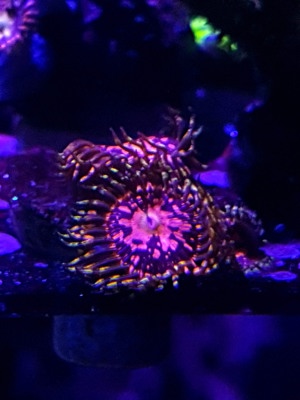 Zoanthus (Zoa) Space Chaos - Korallen - Meerwasser Bild 3
