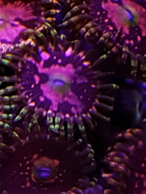 Zoanthus (Zoa) Space Chaos - Korallen - Meerwasser Bild 2