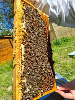 Carnica und Buckfast Bienenvölker und Ableger aus 2023 auf Zander-Rähmchen Bild 1