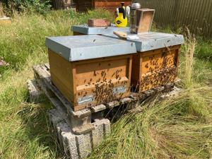 Carnica und Buckfast Bienenvölker und Ableger aus 2023 auf Zander-Rähmchen Bild 3
