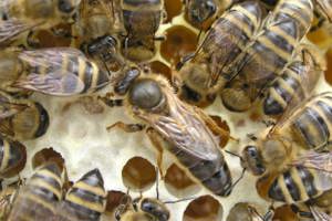 Carnica und Buckfast Bienenvölker und Ableger aus 2023 auf Zander-Rähmchen Bild 4