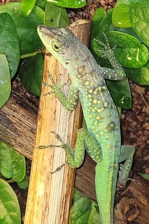 Anolis roquet summus Martinique Anolis (1,0)