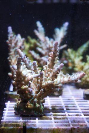 Acropora Gomezi Korallen Ableger Bild 1