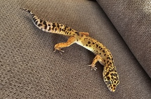 1.0 Tangerine Bold Leopardgecko aus 2022