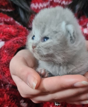 Bkh Kitten Britisch Kurzhaar blue graue Katzenbabys Bild 1