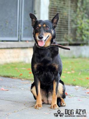 Hübscher Mischling Zorka 