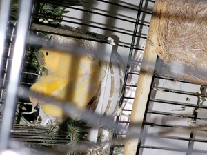 Kanarienvögel ,Stieglitz & Mischling  Bild 8