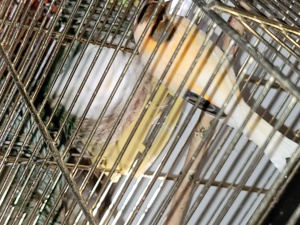 Kanarienvögel ,Stieglitz & Mischling  Bild 2