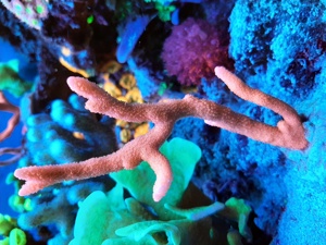 Montipora digitata rot