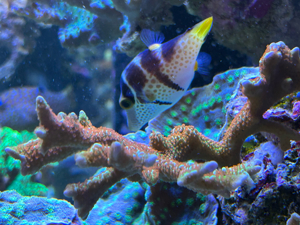 merrwasser ableger koralle montipora