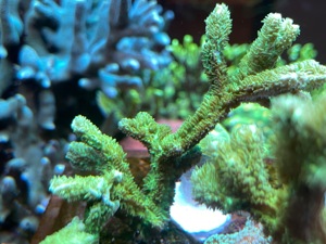 Hydnophora Rigida Koralle   Meerwasser   Mössingen Bild 1