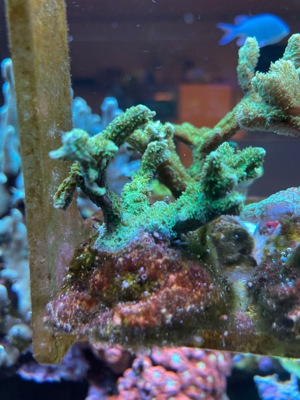 Hydnophora Rigida Koralle   Meerwasser   Mössingen Bild 2