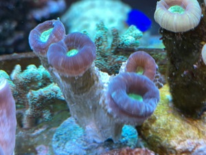 Caulastrea Connata LPS Koralle   Meerwasser   Mössingen Bild 2